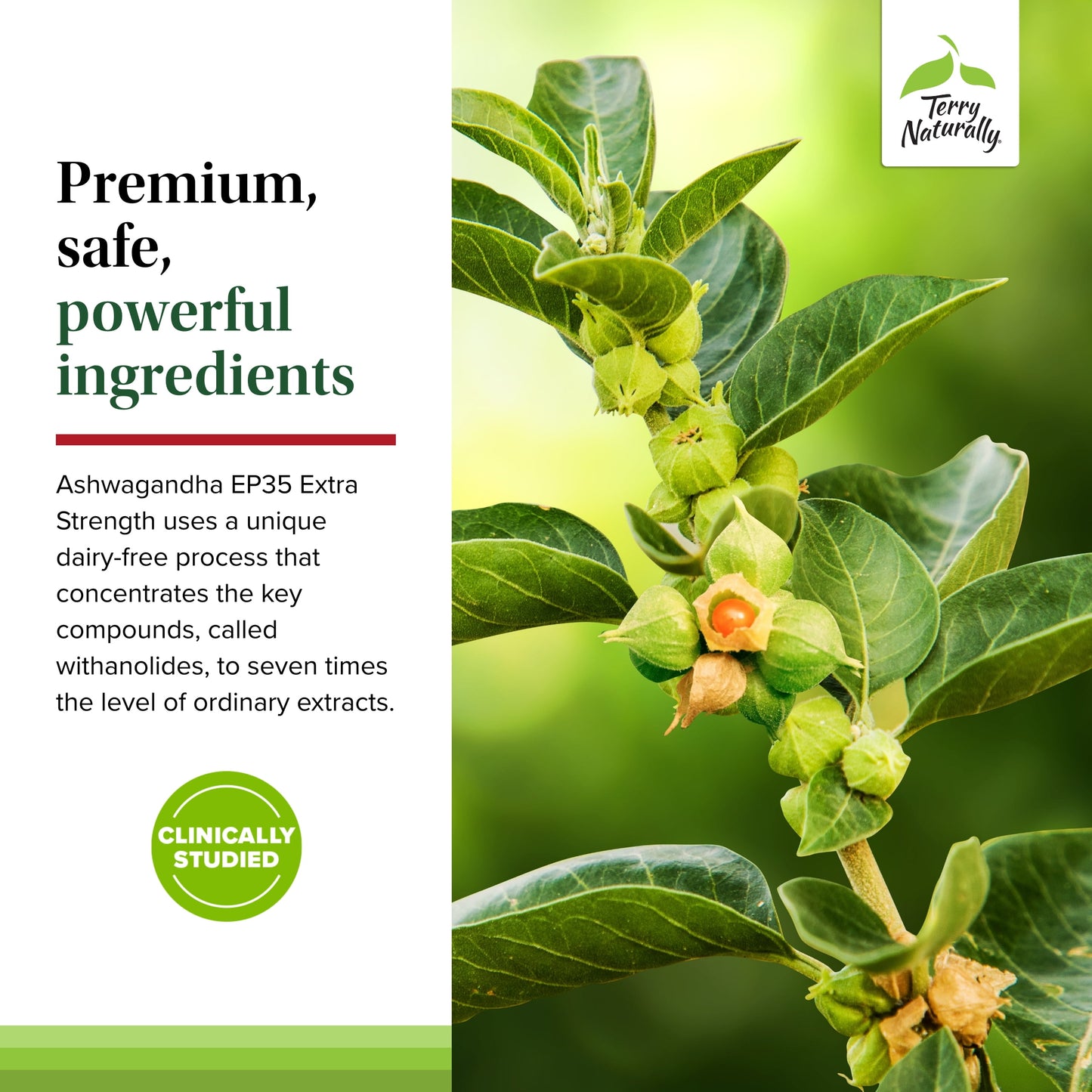 Ashwagandha EP35 Extra Strength - 60 Capsules
