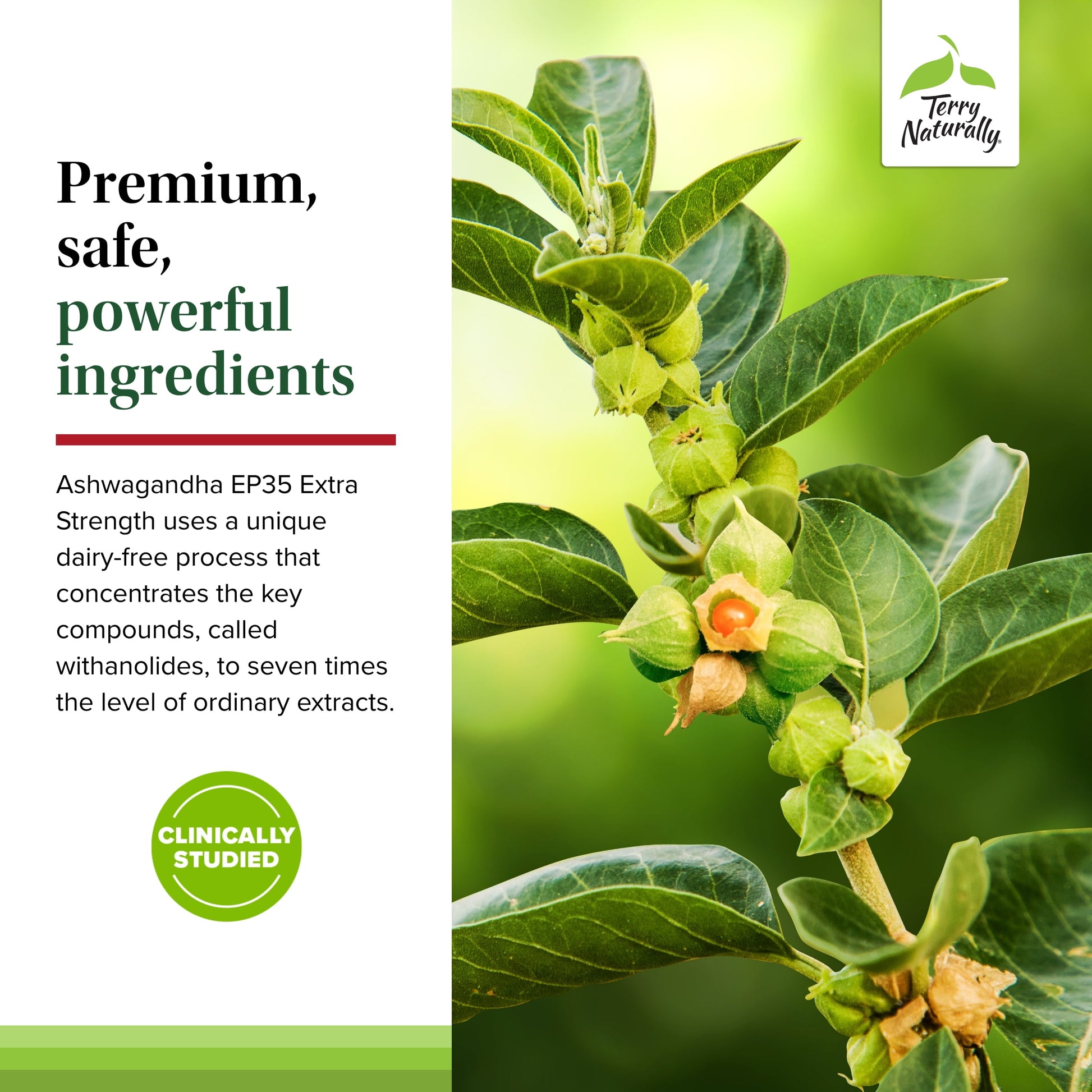 Ashwagandha EP35 Extra Strength - 60 Capsules